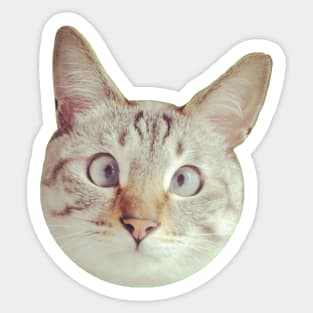 CAT Sticker